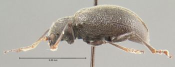Media type: image; Entomology 9939   Aspect: habitus lateral view